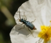 Malachius lusitanicus Malachius lusitanicus