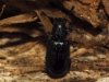 Necrobia violacea (Linnaeus, 1758)