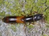 Nemozoma elongatum