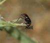 Nepachys peucedani Nepachys peucedani