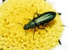 Psilothrix viridicoerulea (Geoffroy, 1785)