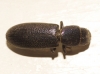 Temnochila caerulea (Olivier, 1790)