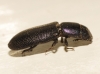 Temnochila caerulea (Olivier, 1790)