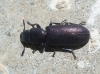 Temnochila caerulea (Olivier, 1790)