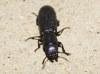 Temnochila caerulea (Olivier, 1790)