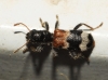 Thanasimus femoralis (Zetterstedt, 1828)