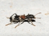 Thanasimus femoralis Thanasimus femoralis