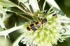 Trichodes leucopsideus (Olivier, 1795)