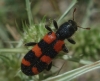 Trichodes leucopsideus (Olivier, 1795)