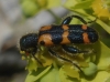Trichodes leucopsideus (Olivier, 1795)