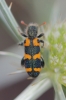 Trichodes leucopsideus (Olivier, 1795)