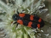 Trichodes leucopsideus (Olivier, 1795)