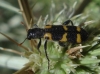 Trichodes leucopsideus (Olivier, 1795)