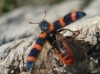 Trichodes leucopsideus (Olivier, 1795)