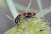 Trichodes leucopsideus (Olivier, 1795)