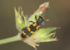 Trichodes leucopsideus (Olivier, 1795)