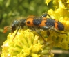 Trichodes leucopsideus (Olivier, 1795)