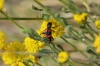 Trichodes leucopsideus (Olivier, 1795)