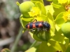 Trichodes leucopsideus (Olivier, 1795)