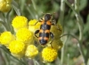 Trichodes leucopsideus (Olivier, 1795)