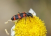 Trichodes leucopsideus (Olivier, 1795)