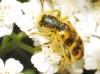 Trichodes leucopsideus (Olivier, 1795)