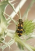 Trichodes leucopsideus (Olivier, 1795)