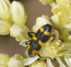 Trichodes leucopsideus (Olivier, 1795)