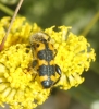 Trichodes leucopsideus (Olivier, 1795)