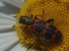 Trichodes leucopsideus (Olivier, 1795)
