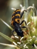 Trichodes leucopsideus (Olivier, 1795)