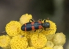 Trichodes leucopsideus (Olivier, 1795)