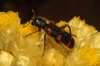 Trichodes leucopsideus Trichodes leucopsideus