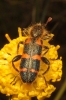 Trichodes leucopsideus Trichodes leucopsideus