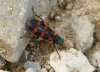 Trichodes leucopsideus Trichodes leucopsideus