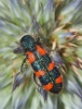Trichodes leucopsideus Trichodes leucopsideus
