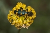 Trichodes leucopsideus Trichodes leucopsideus