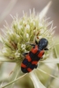 Trichodes leucopsideus Trichodes leucopsideus