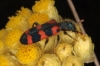 Trichodes leucopsideus Trichodes leucopsideus