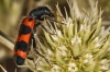 Trichodes leucopsideus Trichodes leucopsideus