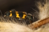 Trichodes leucopsideus Trichodes leucopsideus