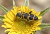 Trichodes leucopsideus Trichodes leucopsideus