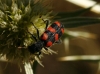 Trichodes leucopsideus Trichodes leucopsideus