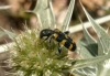 Trichodes leucopsideus Trichodes leucopsideus