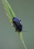 a identificar a identificar