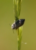 a identificar a identificar