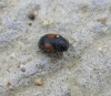 A identificar A identificar