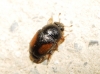 Acanthogethes reyi (Guillebeau, 1885)