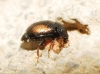 Acanthogethes reyi (Guillebeau, 1885)