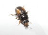 Acanthogethes reyi (Guillebeau, 1885)